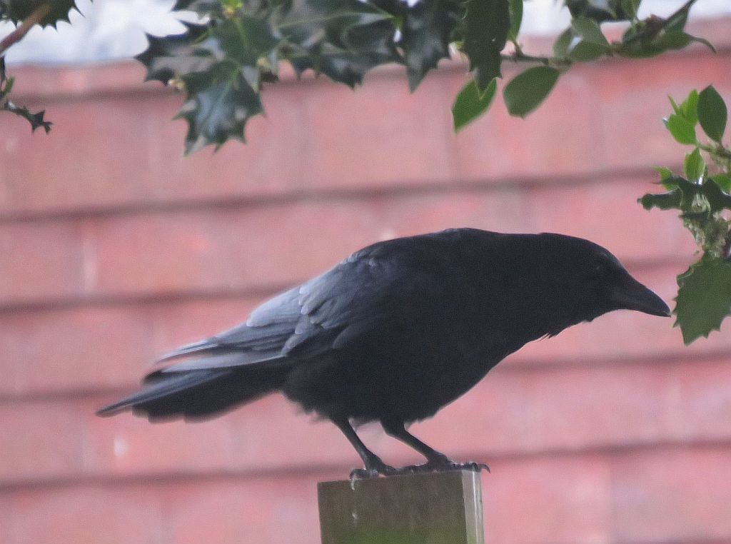 Carrion Crow  